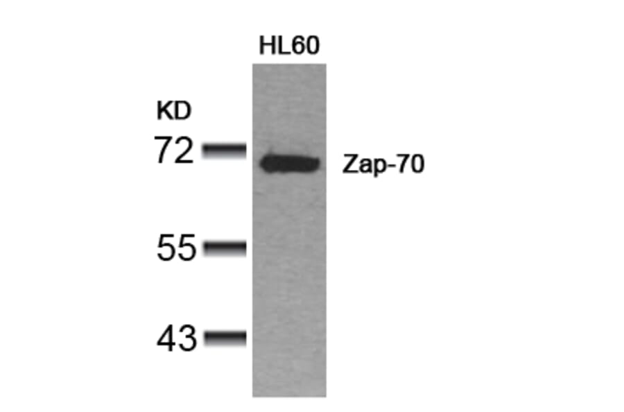 Western blot - Zap-70 (Ab-319) Antibody from Signalway Antibody (21173) - Antibodies.com