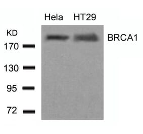 Western blot - BRCA1 (Ab-1423) Antibody from Signalway Antibody (21234) - Antibodies.com