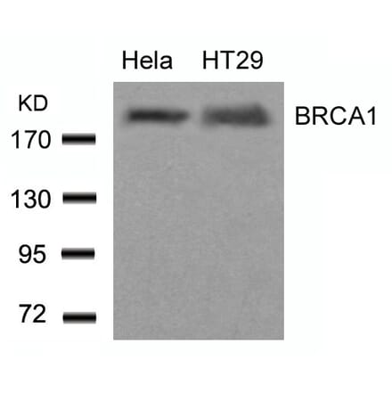 Western blot - BRCA1 (Ab-1423) Antibody from Signalway Antibody (21234) - Antibodies.com