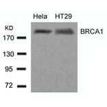 Western blot - BRCA1 (Ab-1423) Antibody from Signalway Antibody (21234) - Antibodies.com