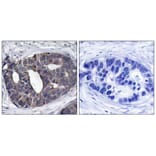 Immunohistochemistry - p62Dok (Ab-362) Antibody from Signalway Antibody (21268) - Antibodies.com