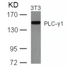 Western blot - PLCg1 (Ab-771) Antibody from Signalway Antibody (21523) - Antibodies.com
