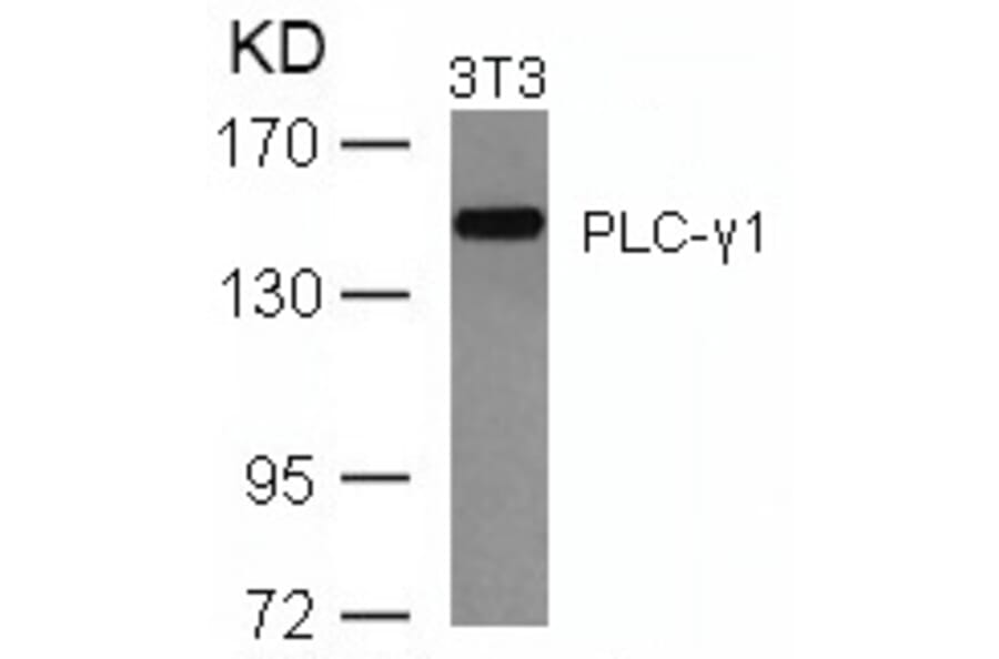 Western blot - PLCg1 (Ab-771) Antibody from Signalway Antibody (21523) - Antibodies.com