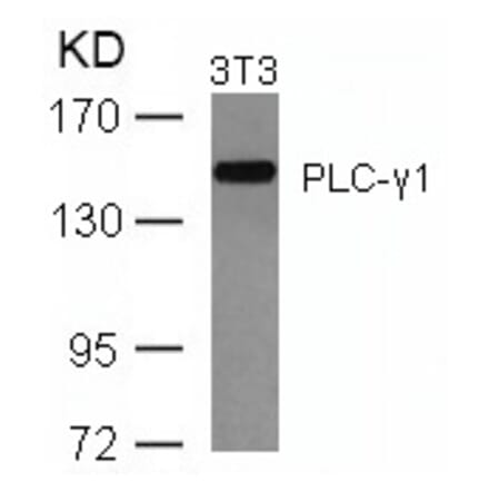 Western blot - PLCg1 (Ab-771) Antibody from Signalway Antibody (21523) - Antibodies.com