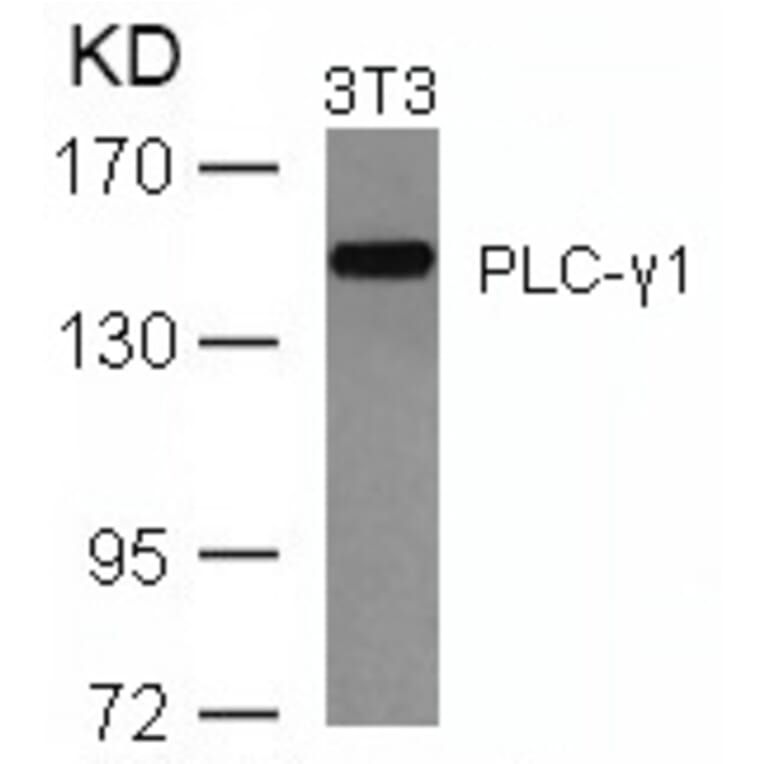 Western blot - PLCg1 (Ab-771) Antibody from Signalway Antibody (21523) - Antibodies.com