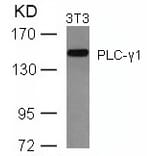 Western blot - PLCg1 (Ab-771) Antibody from Signalway Antibody (21523) - Antibodies.com