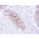 Immunohistochemistry - EPH receptor A8 antibody from Signalway Antibody (22193) - Antibodies.com