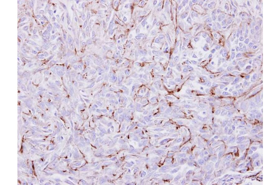 Immunohistochemistry - EPH receptor A8 antibody from Signalway Antibody (22194) - Antibodies.com
