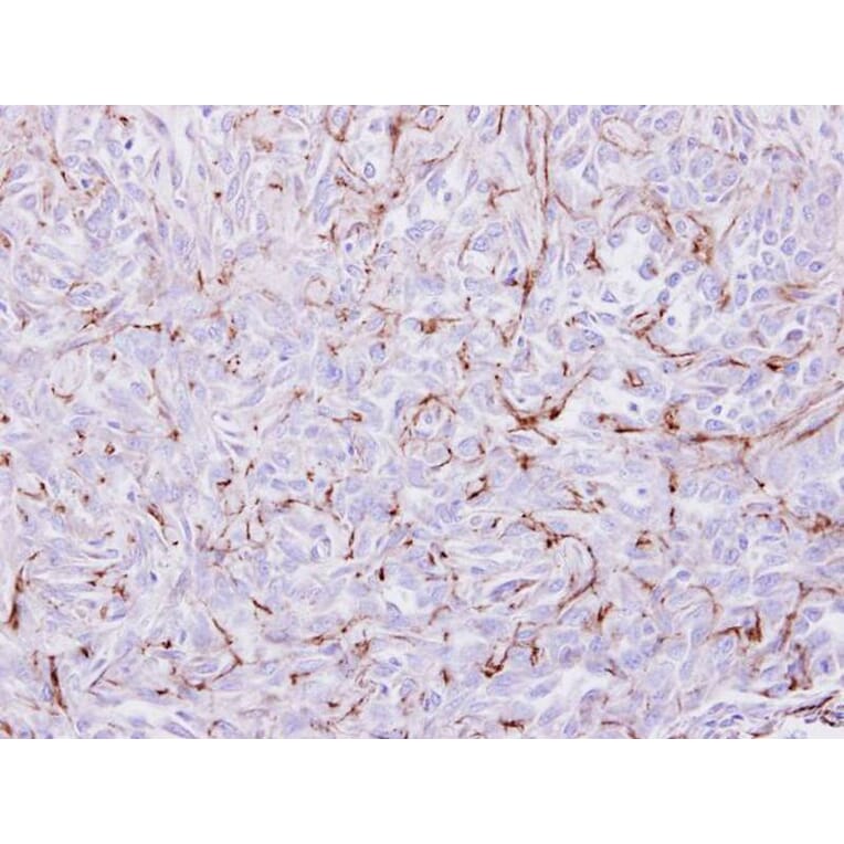 Immunohistochemistry - EPH receptor A8 antibody from Signalway Antibody (22194) - Antibodies.com