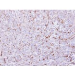 Immunohistochemistry - EPH receptor A8 antibody from Signalway Antibody (22194) - Antibodies.com