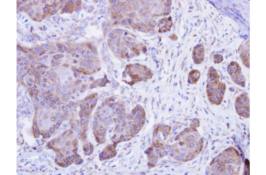 Immunohistochemistry - Calsequestrin-2 antibody from Signalway Antibody (22301) - Antibodies.com