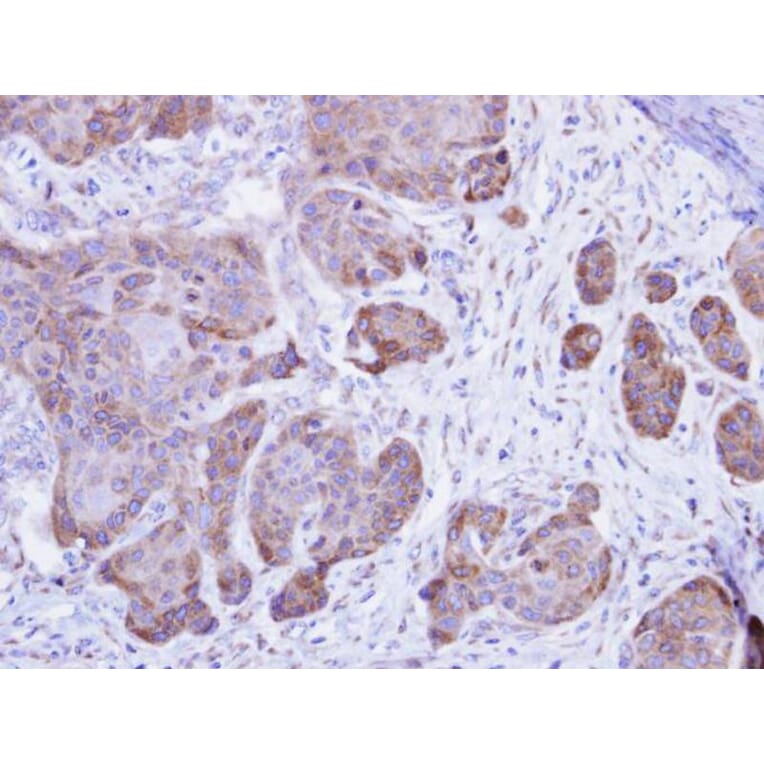 Immunohistochemistry - Calsequestrin-2 antibody from Signalway Antibody (22301) - Antibodies.com