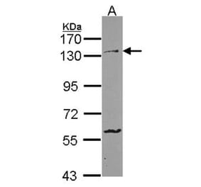 Protocadherin-1 antibody from Signalway Antibody (22346) - Antibodies.com