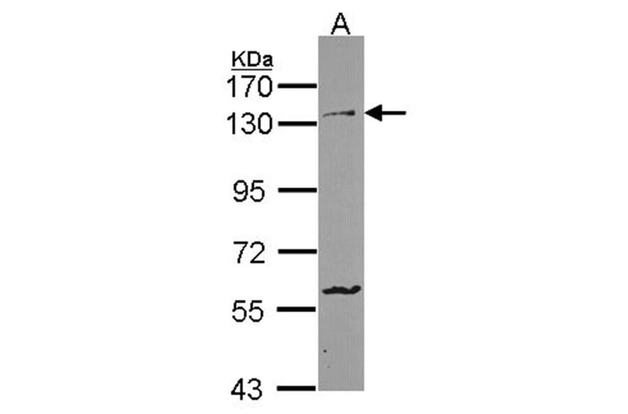 Protocadherin-1 antibody from Signalway Antibody (22346) - Antibodies.com