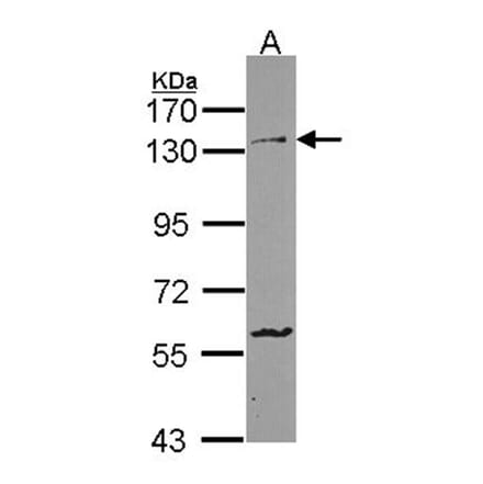 Protocadherin-1 antibody from Signalway Antibody (22346) - Antibodies.com