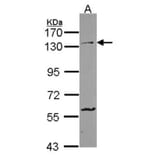 Protocadherin-1 antibody from Signalway Antibody (22346) - Antibodies.com