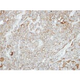 Immunohistochemistry - Protocadherin-1 antibody from Signalway Antibody (22346) - Antibodies.com