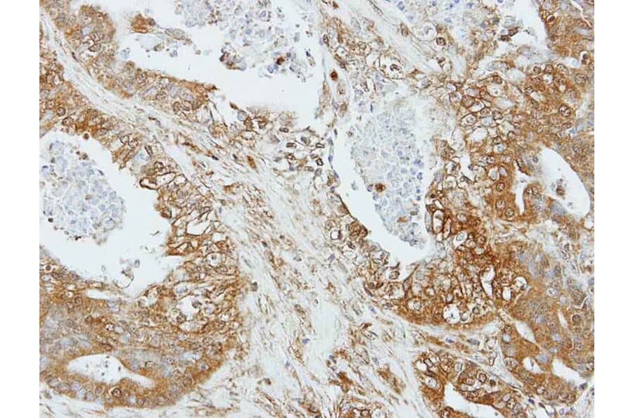 Immunohistochemistry - Apelin receptor antibody from Signalway Antibody (22822) - Antibodies.com