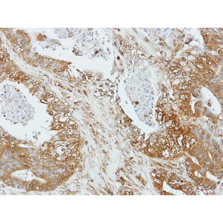 Immunohistochemistry - Apelin receptor antibody from Signalway Antibody (22822) - Antibodies.com