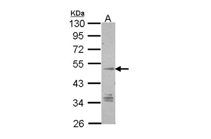 TM7SF1 (GPR137B) antibody from Signalway Antibody (22826) - Antibodies.com