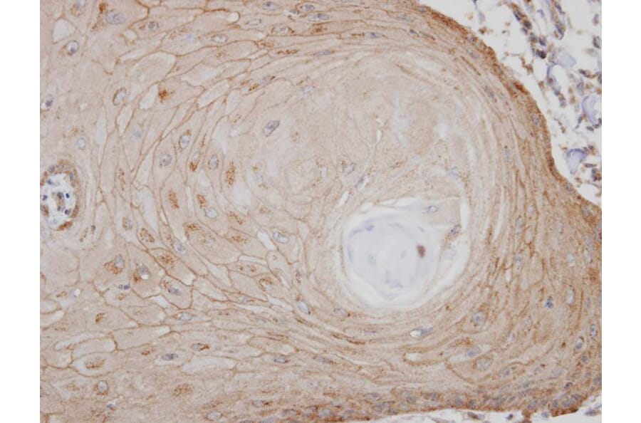 Immunohistochemistry - TM7SF1 (GPR137B) antibody from Signalway Antibody (22826) - Antibodies.com