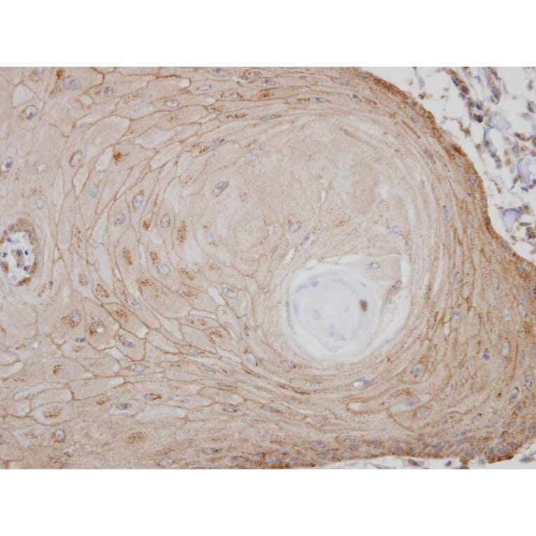 Immunohistochemistry - TM7SF1 (GPR137B) antibody from Signalway Antibody (22826) - Antibodies.com