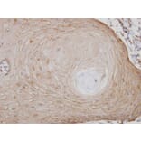 Immunohistochemistry - TM7SF1 (GPR137B) antibody from Signalway Antibody (22826) - Antibodies.com