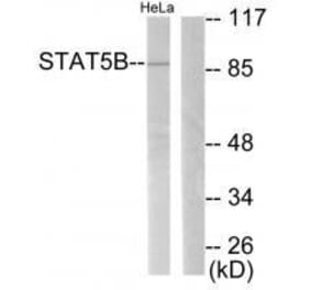 Western blot - STAT5B (Ab-731) Antibody from Signalway Antibody (33126) - Antibodies.com