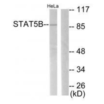 Western blot - STAT5B (Ab-731) Antibody from Signalway Antibody (33126) - Antibodies.com
