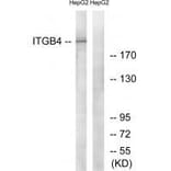 Western blot - ITGB4 (Ab-1510) Antibody from Signalway Antibody (33169) - Antibodies.com