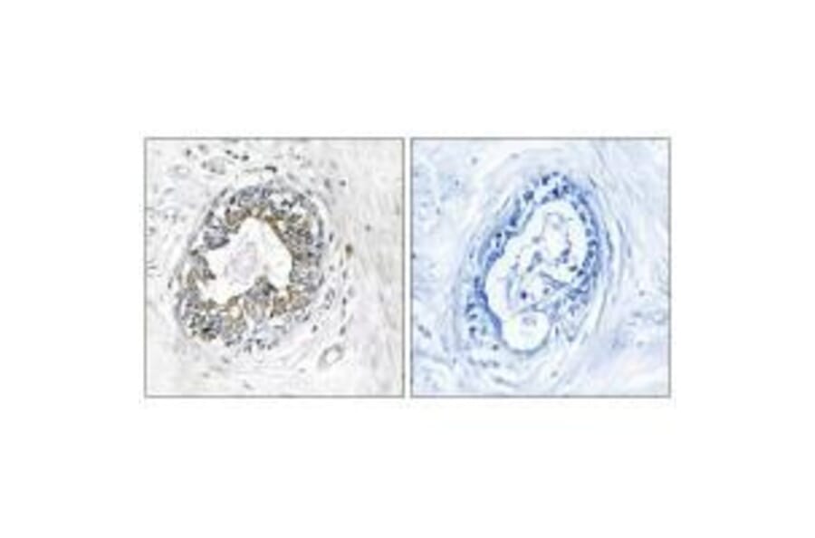 Immunohistochemistry - PAK1/2 (Ab-199) Antibody from Signalway Antibody (33172) - Antibodies.com