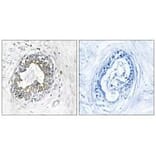 Immunohistochemistry - PAK1/2 (Ab-199) Antibody from Signalway Antibody (33172) - Antibodies.com