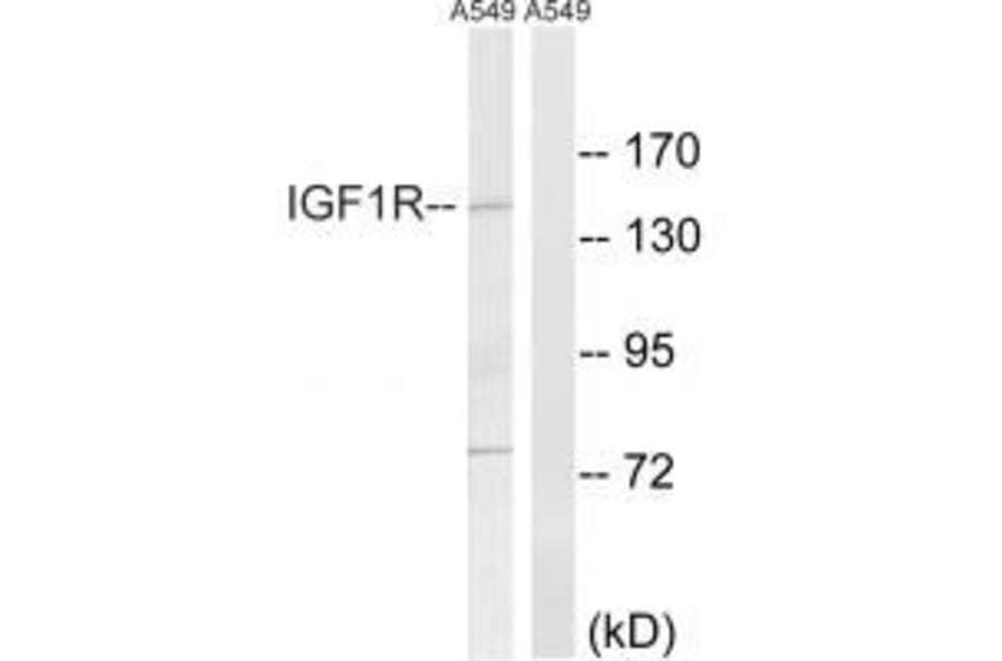 Western blot - IGF1R (Ab-1346) Antibody from Signalway Antibody (33217) - Antibodies.com