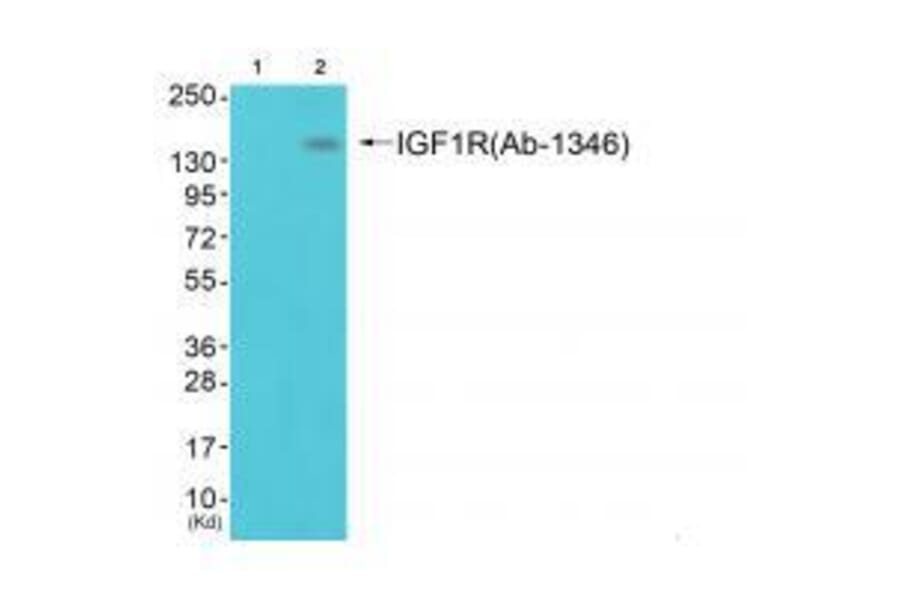 Western blot - IGF1R (Ab-1346) Antibody from Signalway Antibody (33217) - Antibodies.com
