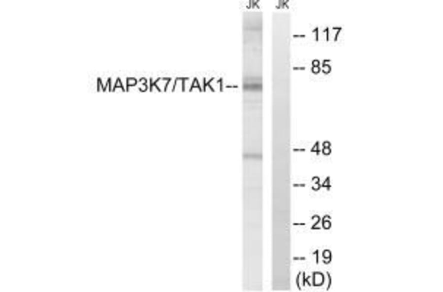 Western blot - MAP3K7 (Ab-187) Antibody from Signalway Antibody (33234) - Antibodies.com