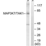 Western blot - MAP3K7 (Ab-187) Antibody from Signalway Antibody (33234) - Antibodies.com