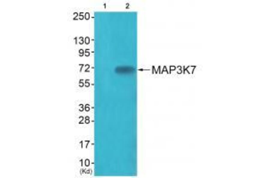 Western blot - MAP3K7 (Ab-187) Antibody from Signalway Antibody (33234) - Antibodies.com