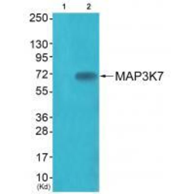 Western blot - MAP3K7 (Ab-187) Antibody from Signalway Antibody (33234) - Antibodies.com