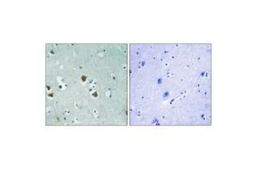 Immunohistochemistry - CRMP-2 (Ab-509) Antibody from Signalway Antibody (33280) - Antibodies.com