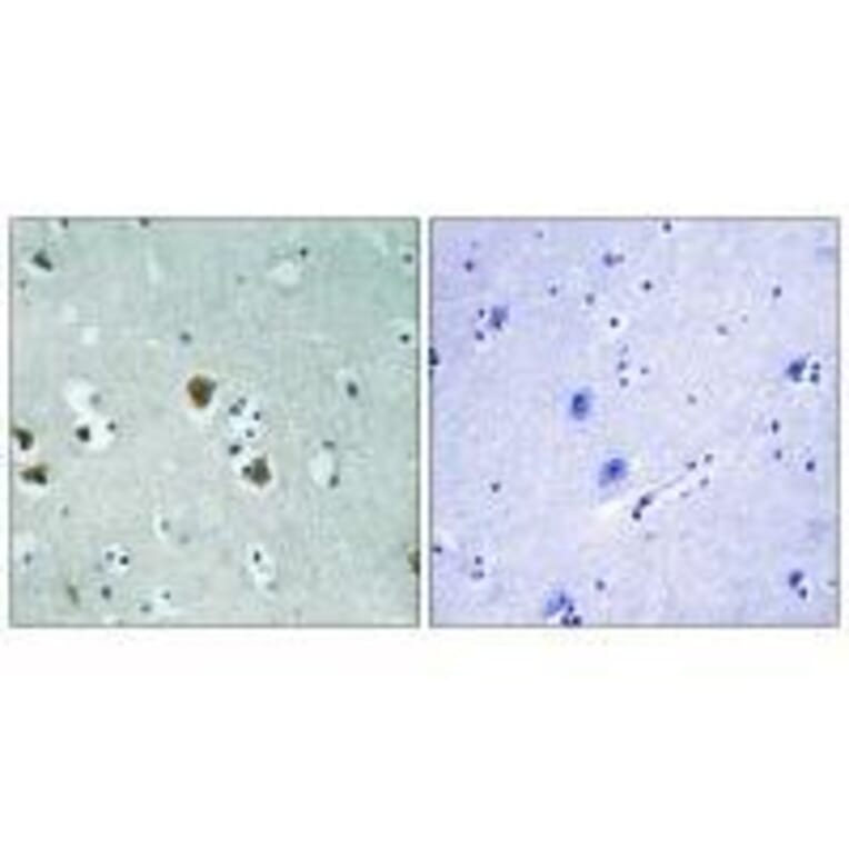 Immunohistochemistry - CRMP-2 (Ab-509) Antibody from Signalway Antibody (33280) - Antibodies.com