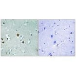 Immunohistochemistry - CRMP-2 (Ab-509) Antibody from Signalway Antibody (33280) - Antibodies.com