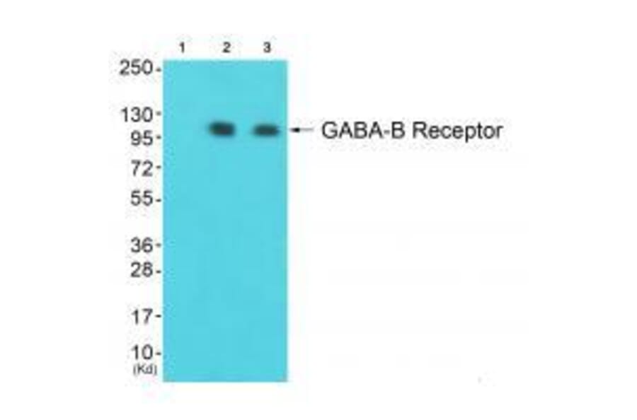 Western blot - GABA B Receptor Antibody from Signalway Antibody (33378) - Antibodies.com