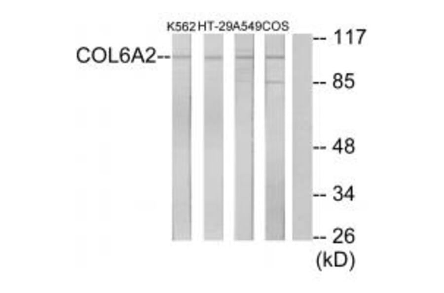 Western blot - Collagen VI α2 Antibody from Signalway Antibody (34208) - Antibodies.com