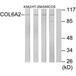 Western blot - Collagen VI α2 Antibody from Signalway Antibody (34208) - Antibodies.com