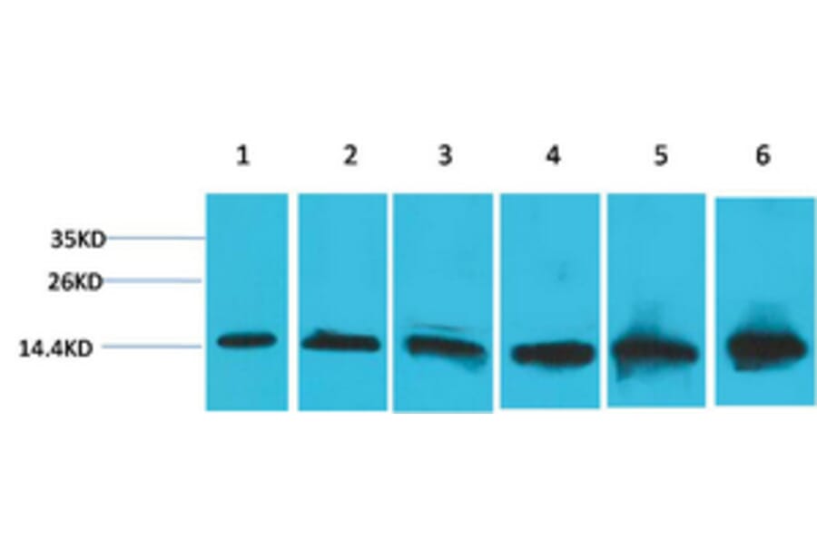 Western blot - CYCS Monoclonal Antibody from Signalway Antibody (40486) - Antibodies.com