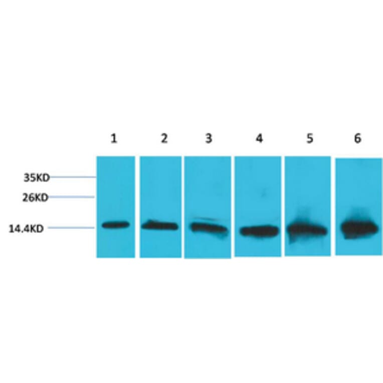 Western blot - CYCS Monoclonal Antibody from Signalway Antibody (40486) - Antibodies.com