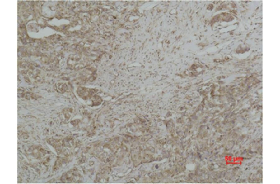 Immunohistochemistry - CYCS Monoclonal Antibody from Signalway Antibody (40486) - Antibodies.com