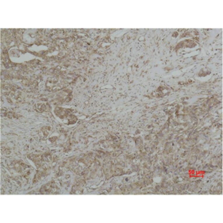 Immunohistochemistry - CYCS Monoclonal Antibody from Signalway Antibody (40486) - Antibodies.com