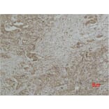 Immunohistochemistry - CYCS Monoclonal Antibody from Signalway Antibody (40486) - Antibodies.com