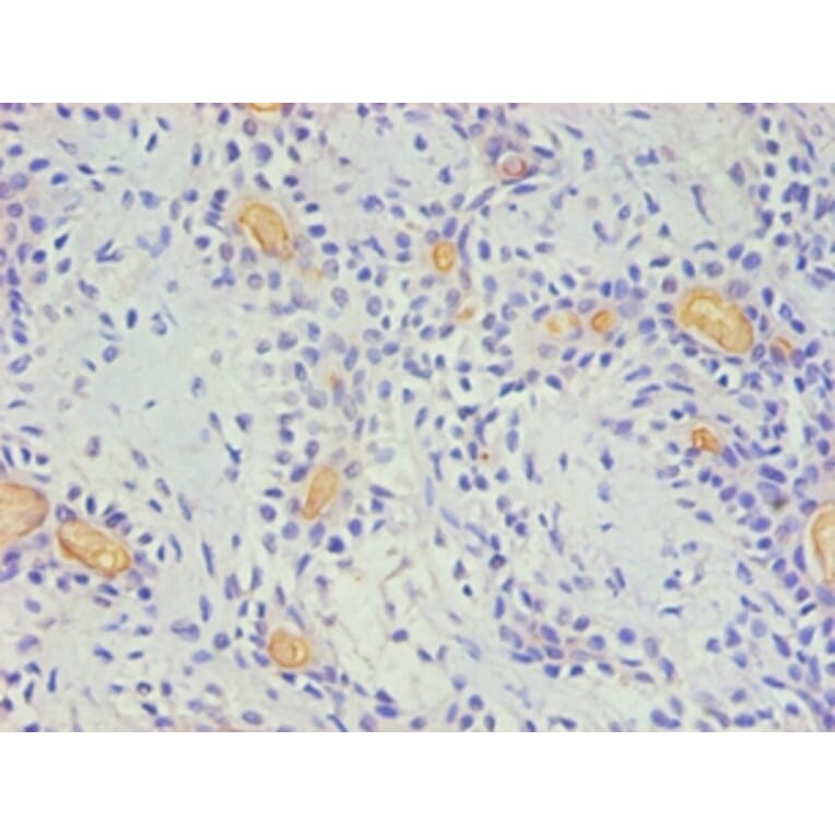 Immunohistochemistry - CD59 Monoclonal Antibody from Signalway Antibody (42018) - Antibodies.com